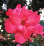 Lady Elsie May ™ rose photo
