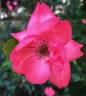 Lady Elsie May ™ rose photo