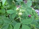 Blanc de Vibert rose photo