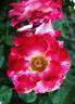 Heart 'n' Soul rose photo