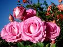 Alterarosa rose photo