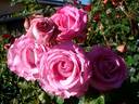 Alterarosa rose photo