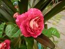 Die Sehenswerte rose photo