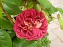 Die Sehenswerte rose photo