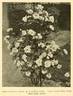 Gustave Régis rose photo
