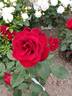 Erotika ® rose photo