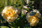 Avec Amour rose photo