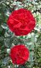 Brown Velvet rose photo