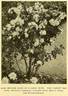 Gustave Régis rose photo