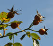 Amaretto ® rose photo