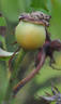 Aurelia Liffa rose photo