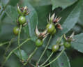 Britannia rose photo