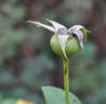 Dan Poncet ® rose photo