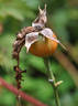 Hippolyte Jamain rose photo