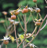 Queen of the Musks rose photo