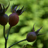 Schwarzer Samt rose photo