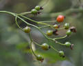 Alberich, Cl. rose photo