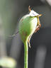 Guinevere rose photo