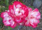 Suni ® rose photo