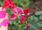 Rosemarie rose photo