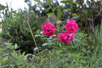 Rosemarie rose photo