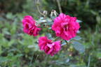 Rosemarie rose photo