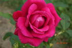 Paris-Match rose photo