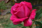 Paris-Match rose photo