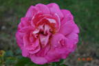 Audrey Wilcox rose photo