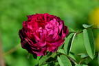 Rose du Roi à Fleurs Pourpres rose photo