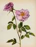 Prélude rose photo