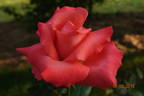 Ave Maria ® rose photo