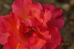 Albrecht Dürer rose photo