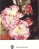 Romanze rose photo