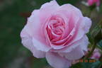 Major Gagarin rose photo
