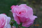 Major Gagarin rose photo
