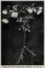 The Queen (Tea, Dingee rose photo