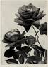 James Sprunt rose photo