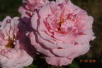 Major Gagarin rose photo
