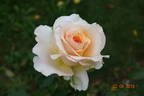 Commonwealth Glory rose photo