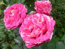 Best Impression rose photo