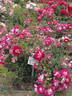 Lipstick rose photo