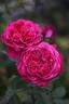 Best Bet rose photo