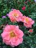 Fashion rose photo