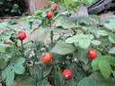 R. gallica rose photo