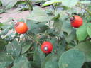 R. gallica rose photo