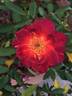 Beautiful Anne rose photo