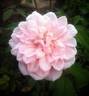 Rita Sammons rose photo
