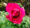 Souvenir de Thérèse Levet rose photo