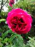 Souvenir de Thérèse Levet rose photo
